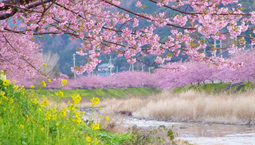 河津桜と菜の花