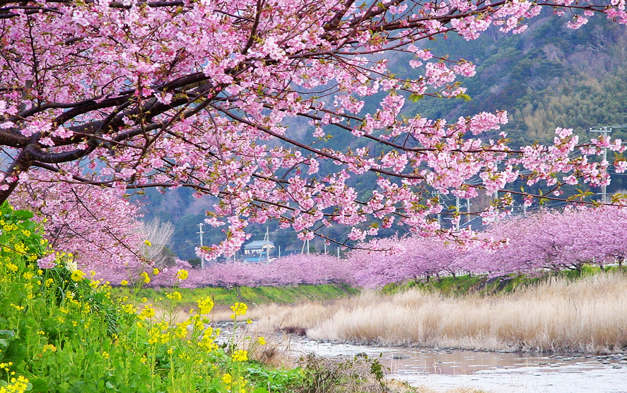 河津桜と菜の花
