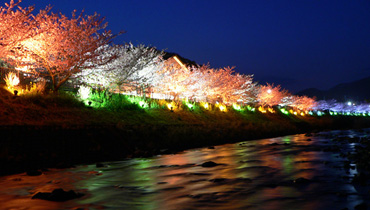 夜桜ライトアップ