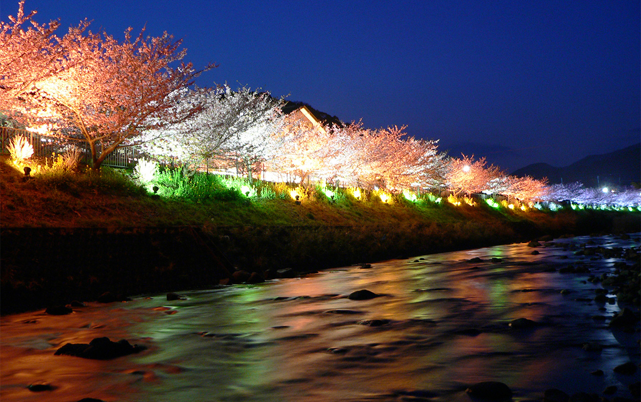 夜桜ライトアップ