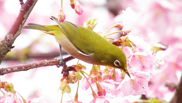 河津桜とメジロ