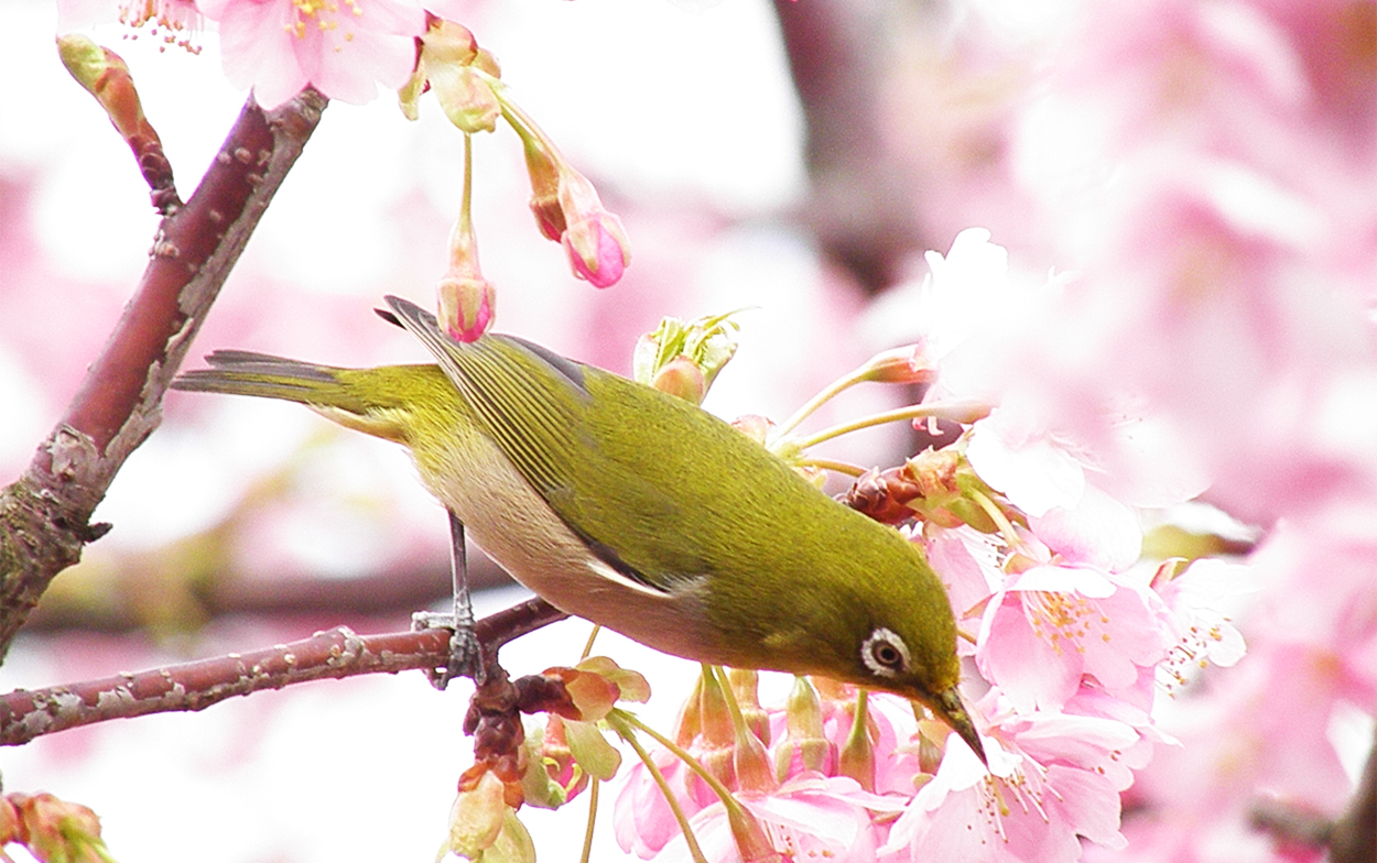 河津桜とメジロ