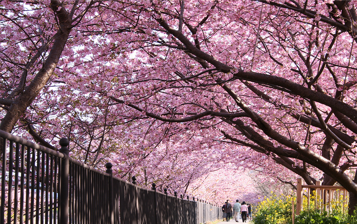 河津桜のトンネル