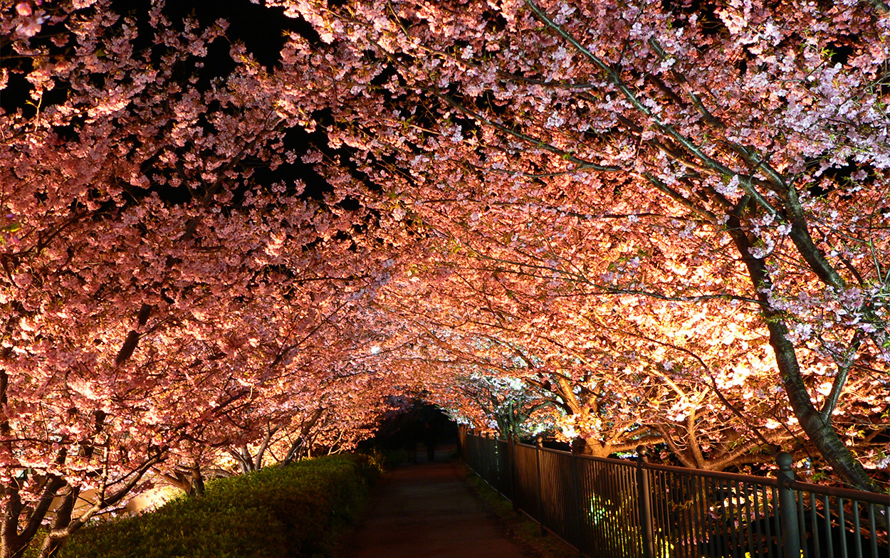 >河津桜のトンネル
