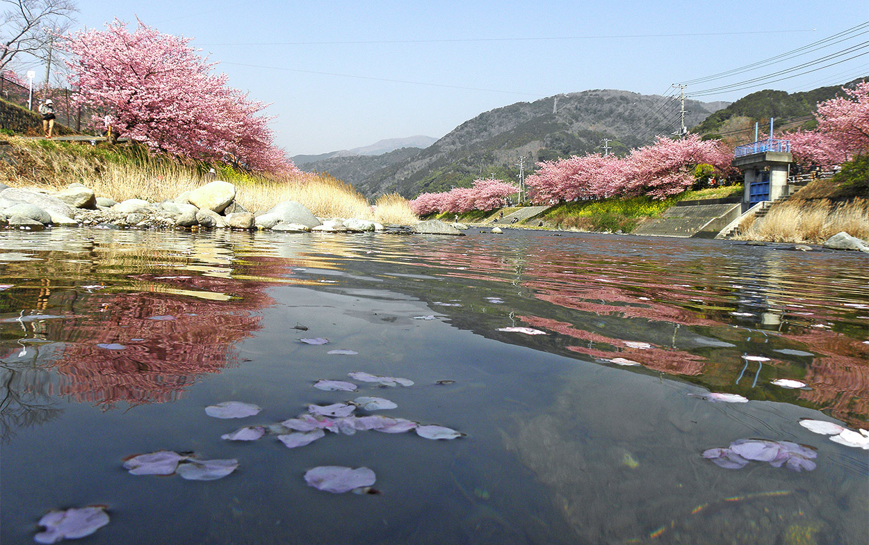 河津桜のハナイカダ