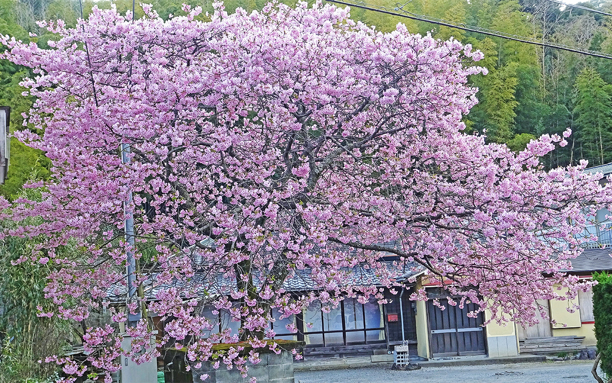 >とある民家に咲く河津桜