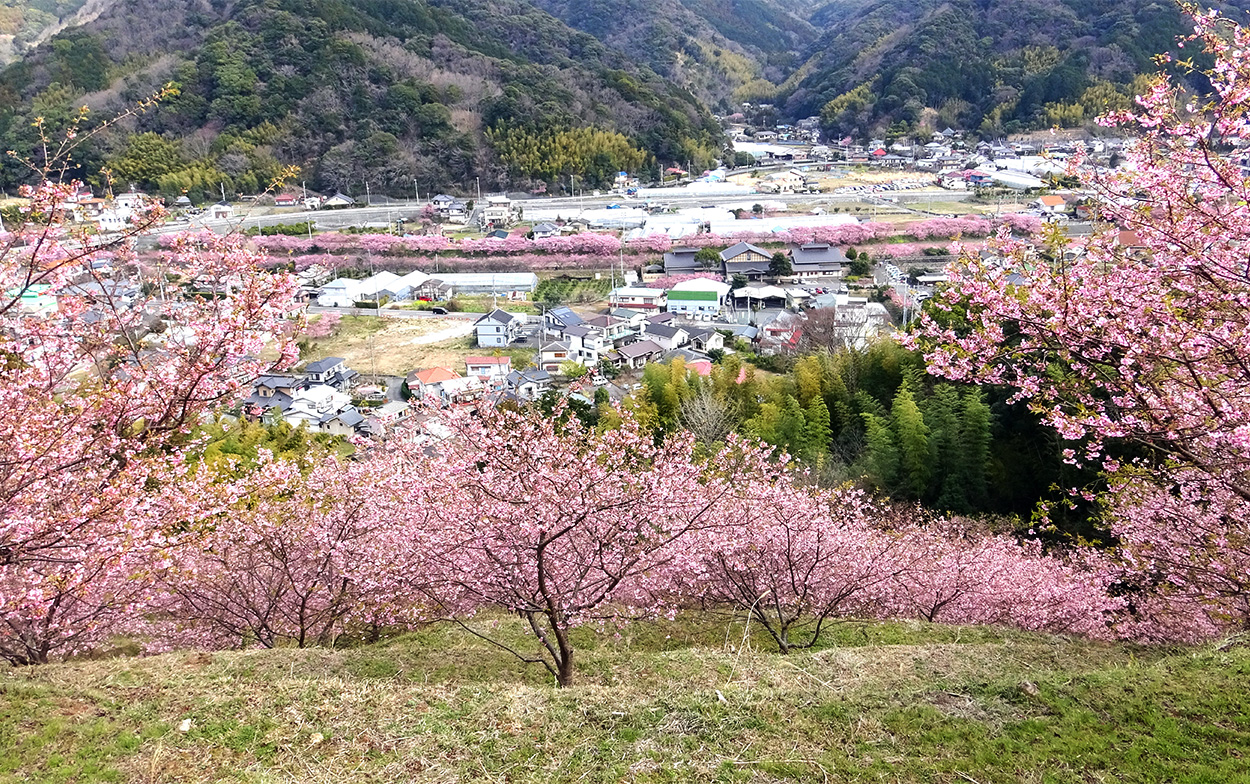 >峰温泉桜の丘より