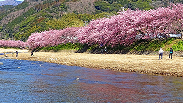 桜満開