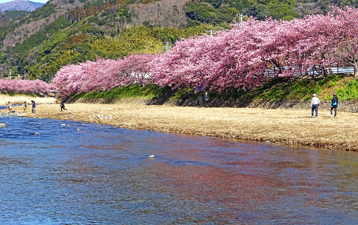 >桜満開