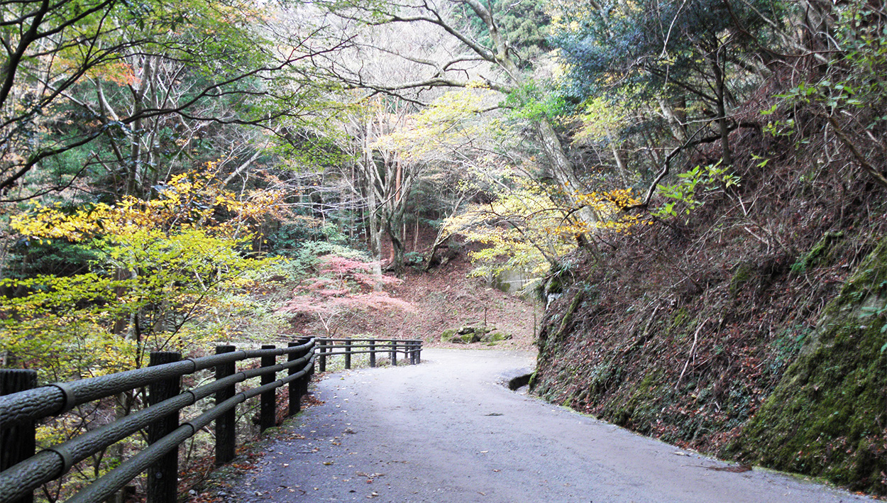 紅葉の天城路