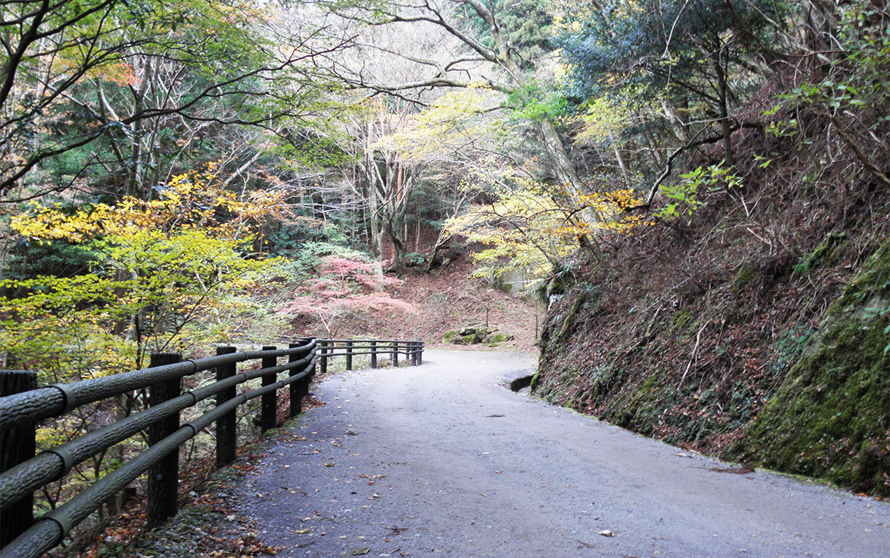 紅葉の天城路