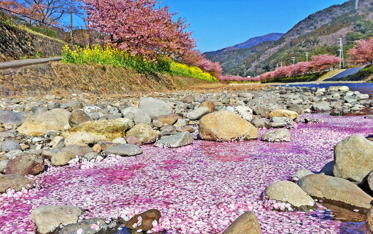 >河津桜のハナイカダ