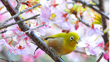 河津桜とメジロ