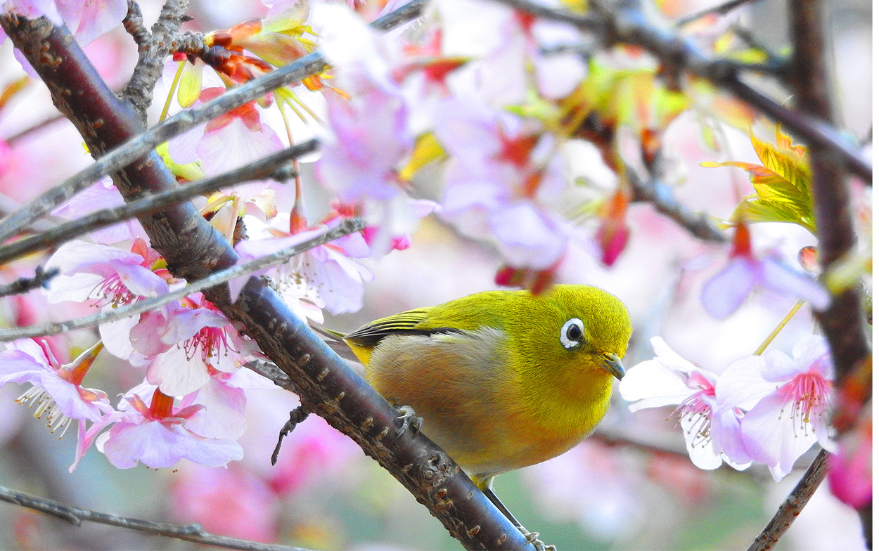>河津桜とメジロ