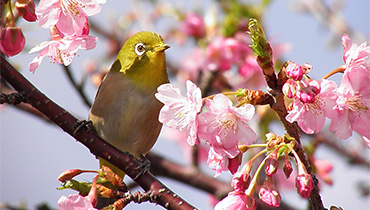 河津桜とメジロ