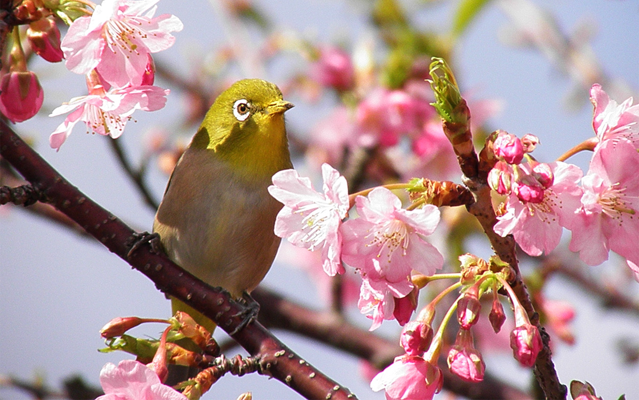 >河津桜とメジロ